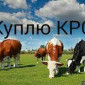 Закупка коров для содержания и мяса в г. Сумы - фото № 1
