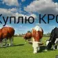ДОРОГО Коровы на тримання та Мясо В Сумской Обл - фото № 1