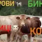 ДОРОГО Коровы на содержание и Мясо в Харьковской обл - фото № 1