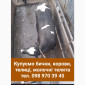 Закупка крупного рогатого скота в Тернопольской области - фото № 1
