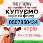 Закупка коров, быков и телят в Харькове - фото № 1