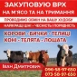 Закупаем ВРХ: коровы, бычки, телицы и телята на мясо и содержание - фото № 1