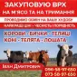 Закупаем КРС Коровы Крні Бычки Тёлки Телята На Мясо На Содержание - фото № 1