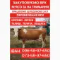 Закупаем КРС Коровы Лошади Быки Телята На Мясо И На Содержание - фото № 1
