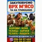 Закуповуємо ВРХ Корови Коні Бички Телята На М'ясо Та На Тримання - фото № 1