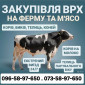 Закупаем ВРХ: коровы, бычки, телята и кони на мясо и содержание - фото № 1