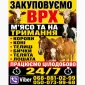 Закуповуємо Велику Рогату Худобу : ВРХ. Корови.Коні.Бички.Телиці. На М'ясо Та На Тримання - фото № 1