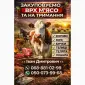 Купити ВРХ : Корови. Коні. Бички.Телиці. На м'ясо та на тримання - фото № 1