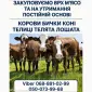 Купити Велику Рогату Худобу : Корови. Бичок. Телиці. Коні. На М'ясо Та На Тримання - фото № 1