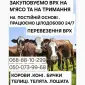Купить Крупный Рогатый Скот : Коровы. Бычок. Тёлки. Лошади. На Мясо И На Содержание - фото № 1