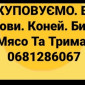 Закупка коров, лошадей, телят и бычков в Кировоградской области - фото № 1