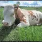 Закупка КРС ВРХ молодняк быки корови телиці Любої вгодованості дорого - фото № 1