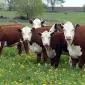 Закупка крупного рогатого скота - фото № 1