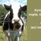 Купуємо корів - фото № 1
