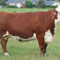 Куплю КРС - фото № 1