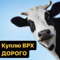Куплю ВРХ Дорого. Корови на молоко, бички на м'ясо - фото № 1
