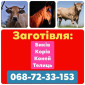 Заготівля ВРХ(Немирів, Гайсин, Іллінці, Погребище, Теплик, Тульчин, Липовець, Оратів, Христинівка) - фото № 1