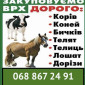 Закупка коней та ВРХ - фото № 1