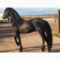 Продам лошадь породы Фриз - фото № 2