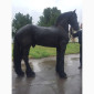 Продам лошадь породы Фриз - фото № 4