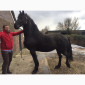 Продам лошадь породы Фриз - фото № 5