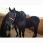 Продам лошадь породы Фриз - фото № 7