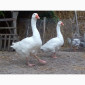 Продам гуси Мамути - фото № 1