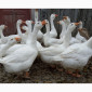 Продам гуси Мамути - фото № 2