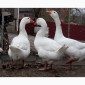 Продам гуси Мамути - фото № 3