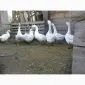 Продам стадо білих гусей - фото № 1