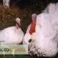 Индюшата БИГ-6 Розница - фото № 1