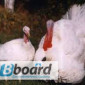Продаются индюшата БИГ-6 суточные - фото № 1