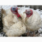Добові індичата кросса Big 6(B.U.T.) - фото № 2