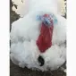 Виробник! Продам індичат Big-6 - фото № 2