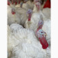 Виробник! Продам індичат Big-6 - фото № 10