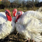Індичата Бройлери - фото № 4