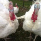 Індичата БІГ-6 - фото № 1