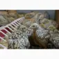 Продам молодняк Перепела - фото № 3