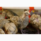 Продам молодняк Перепела, порода Техаський Білий, 8 тижнів - фото № 2