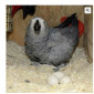 African Grey Parrots and parrots eggs for sale - фото № 1