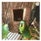 African Grey Parrots and parrots eggs for sale - фото № 2