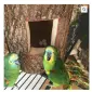African Grey Parrots and parrots eggs for sale - фото № 2