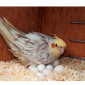 African Grey Parrots and parrots eggs for sale - фото № 3
