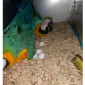 African Grey Parrots and parrots eggs for sale - фото № 4