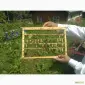 Пчелиные плодные матки молодые (меченые) Карпатка - фото № 2