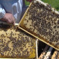 Продажа пчеломаток карника - фото № 2
