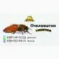 Пчеломатки Лигустика - фото № 1