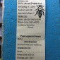 Бджоломатки Карніка F-1 з Німеччини та Австрії – в наявності - фото № 5