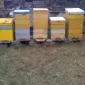 Продам пчелосім'ї - фото № 1