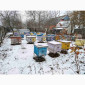 Продам пасіку, бджолосім'ї, бджолопакети та вулики - фото № 2